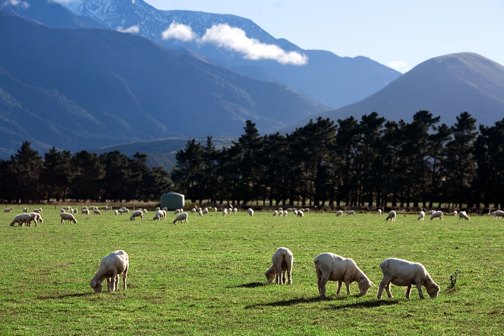 New_Zealand_-_Rural_landscape_-_9795.jpg