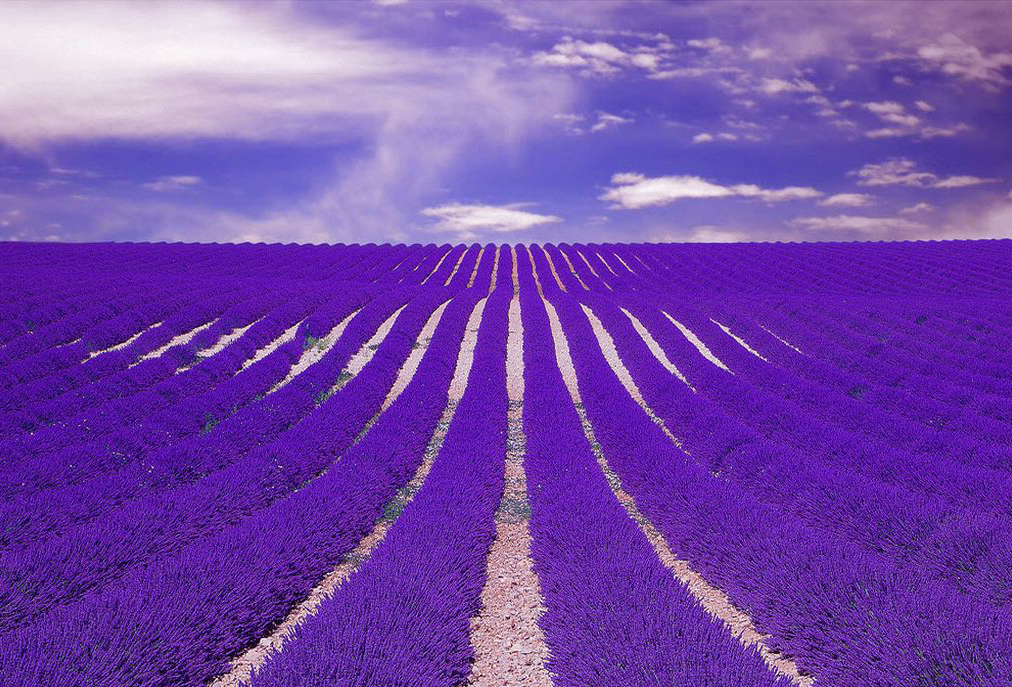 amazing-lavender-field-wallpapers-1024x768.jpg